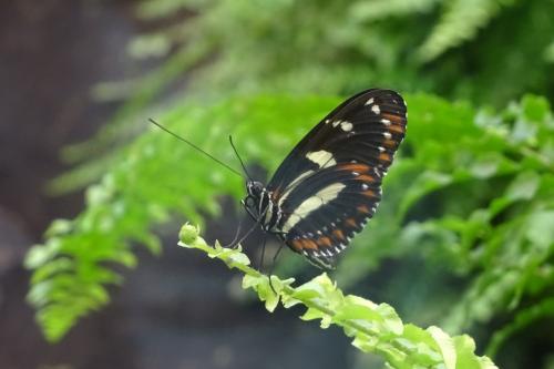 Heliconius atthis